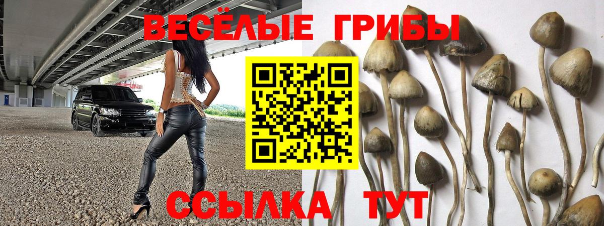 Псилоцибиновые грибы Psilocybe Черняховск